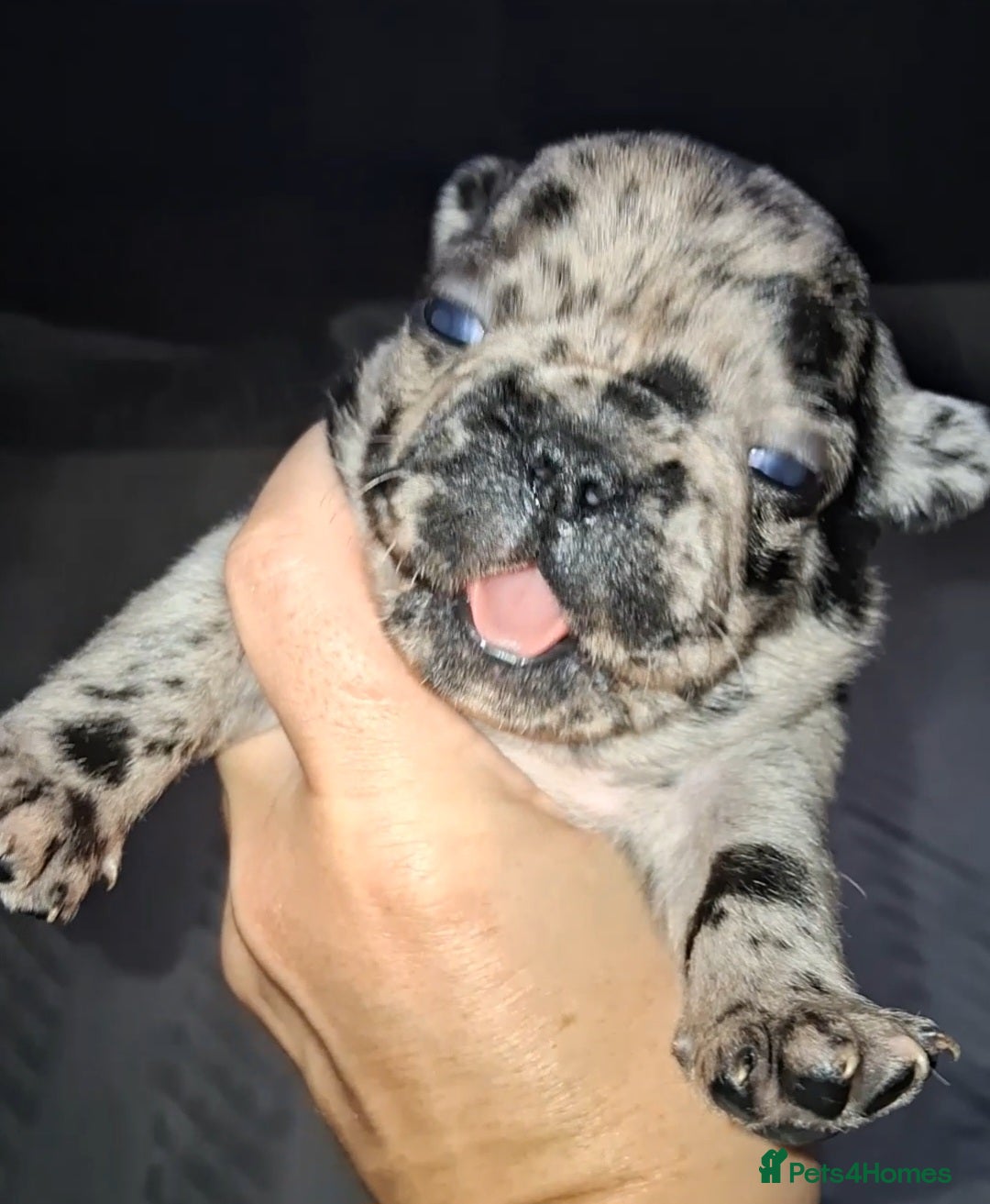 French Bulldog dogs for sale: 8 stunning french bulldogs - Advert 9