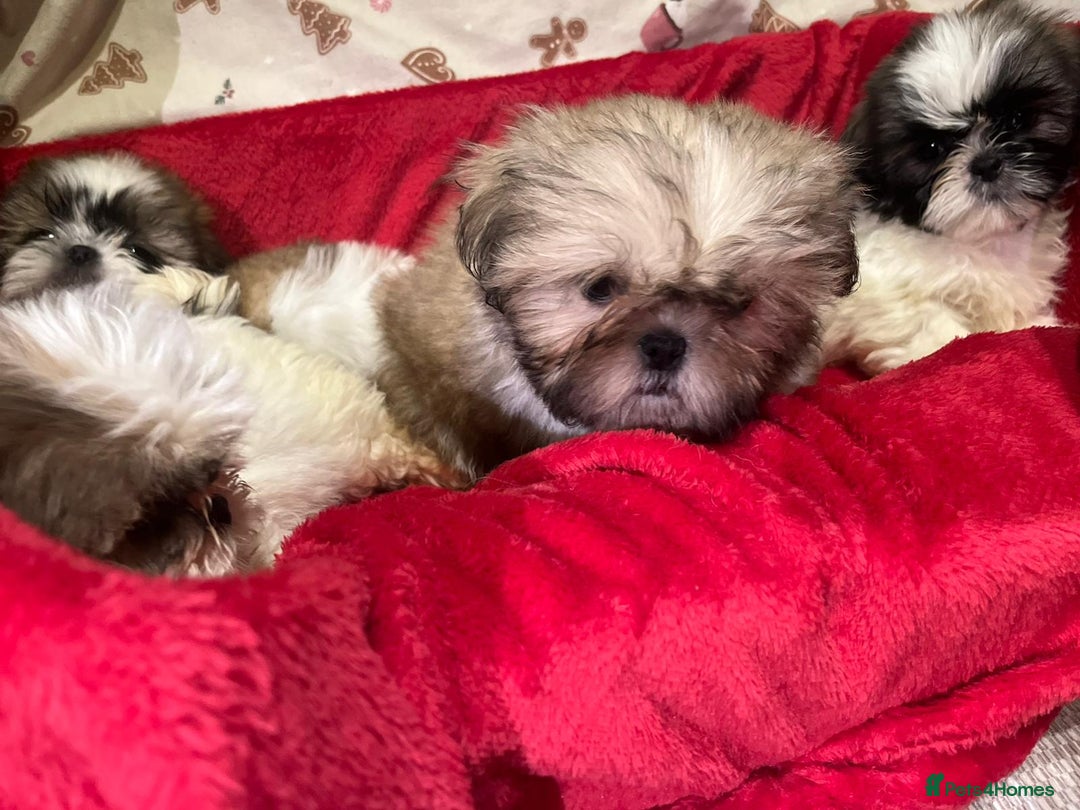Shih Tzu dogs for sale: Shih Tzu puppy's  - Advert 15