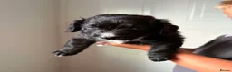 Mixed Breed dogs for sale: Patterdale x cocker spaniel pups  in Worksop - Advert 6