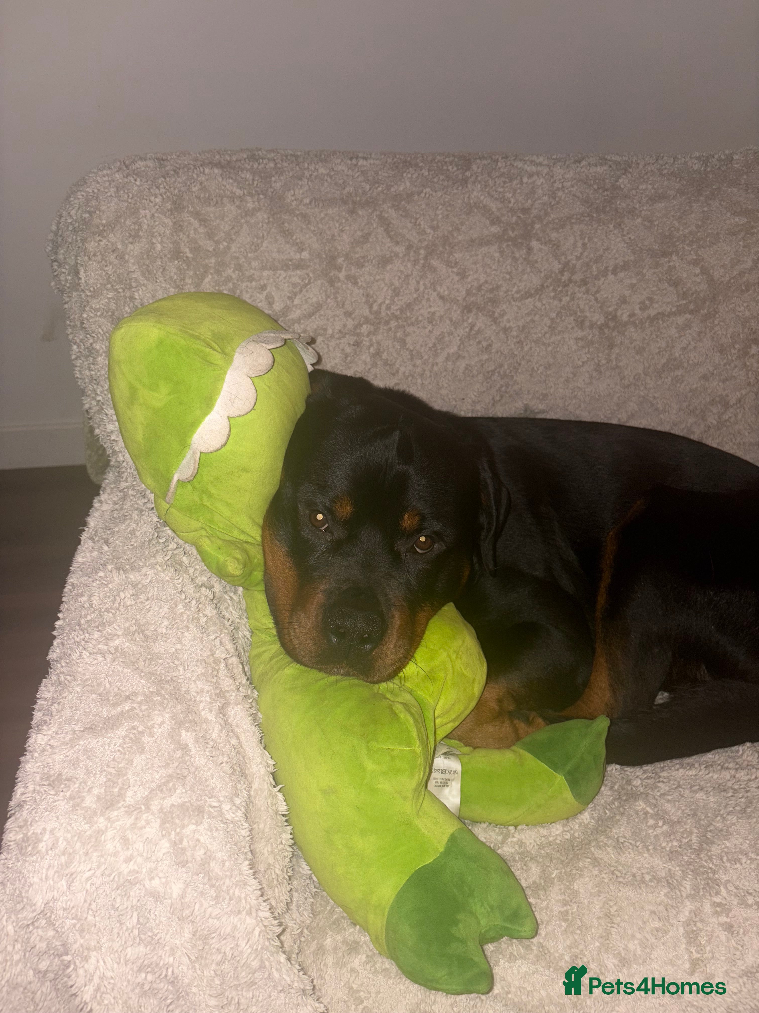 Rottweiler dogs Rotty looking for loving home (1.5yr old male) - Advert 1