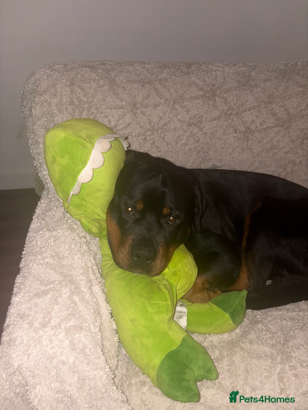 Rottweiler dogs for sale: Rotty looking for loving home (1.5yr old male) - Advert 1
