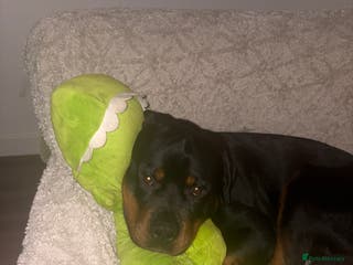 Rottweiler dogs Rotty looking for loving home (1.5yr old male) - Advert 1