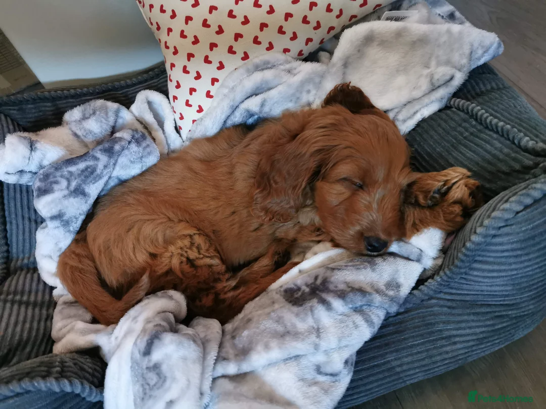 Cockapoo dogs for stud: 100% Proven F1 Fox Red Cockapoo, Stud only in Kirkcaldy - Advert 15