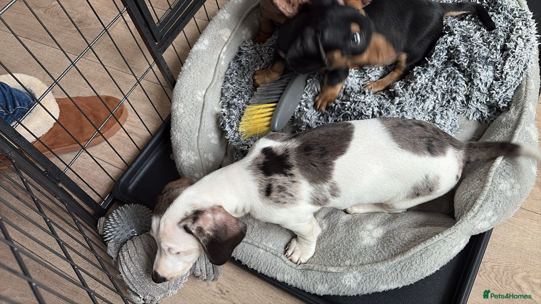 Miniature Dachshund dogs for sale: miniature dachshund - Advert 25