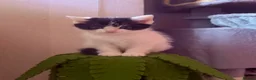 Mixed Breed cats for sale: Calico x Seal point ragdoll - Advert 17