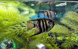 Angelfish fish for sale: All fish 100£ - Image 9