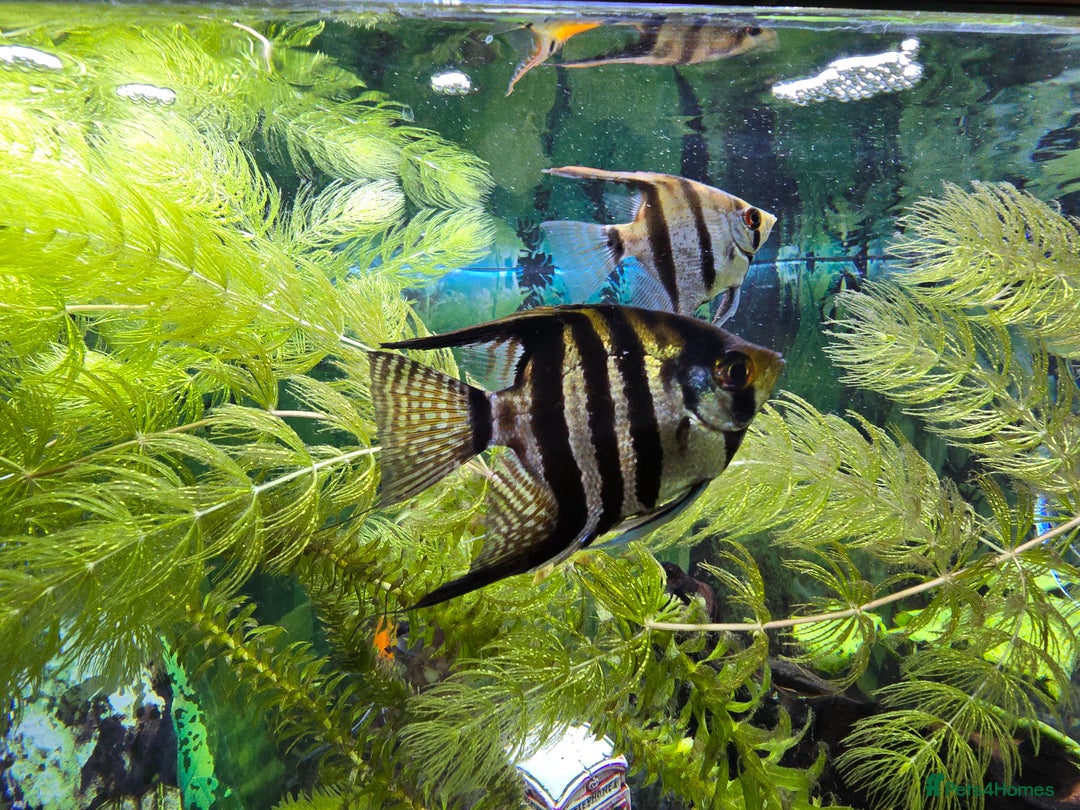 Angelfish fish for sale: All fish 100£ - Image 9