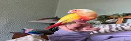 Conures birds for sale: Conure - Advert 2