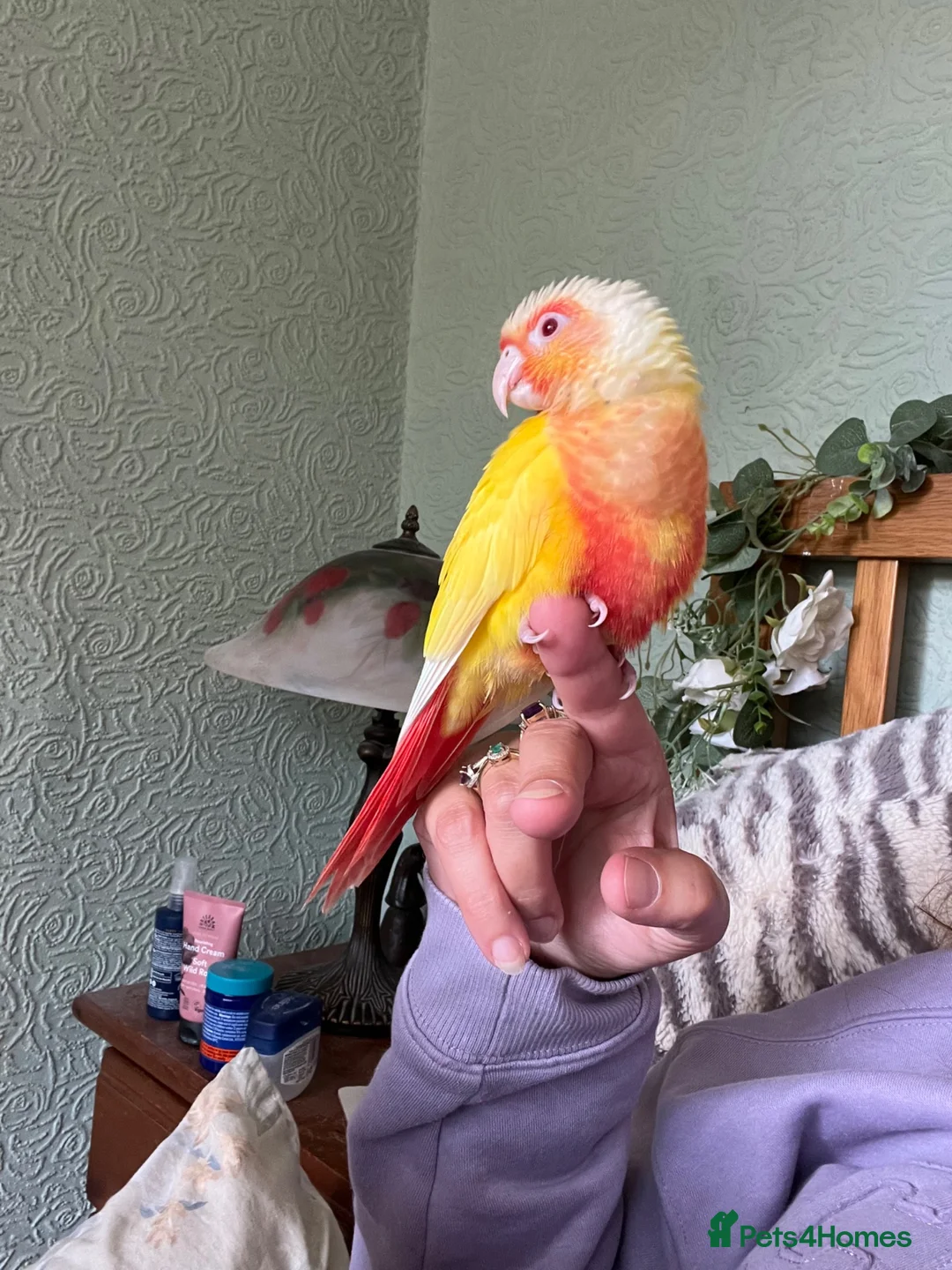 Conures birds for sale: Conure - Advert 2