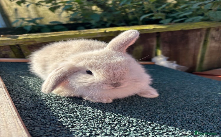 Mini Lop rabbits - Advert 5