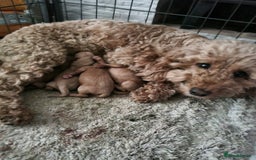 Cockapoo dogs for sale: Cockapoo  - Image 8