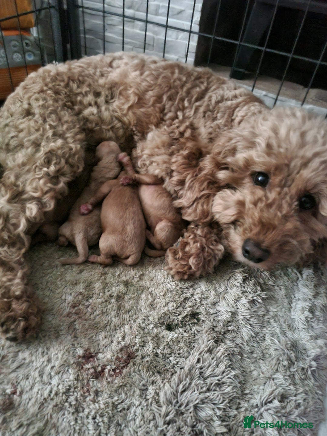 Cockapoo dogs for sale: Cockapoo  - Image 8