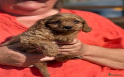 Cavapoo dogs for sale: ⭐️ READY TO FIND THEIR NEW FAMILY NOW⭐️ - Image 5