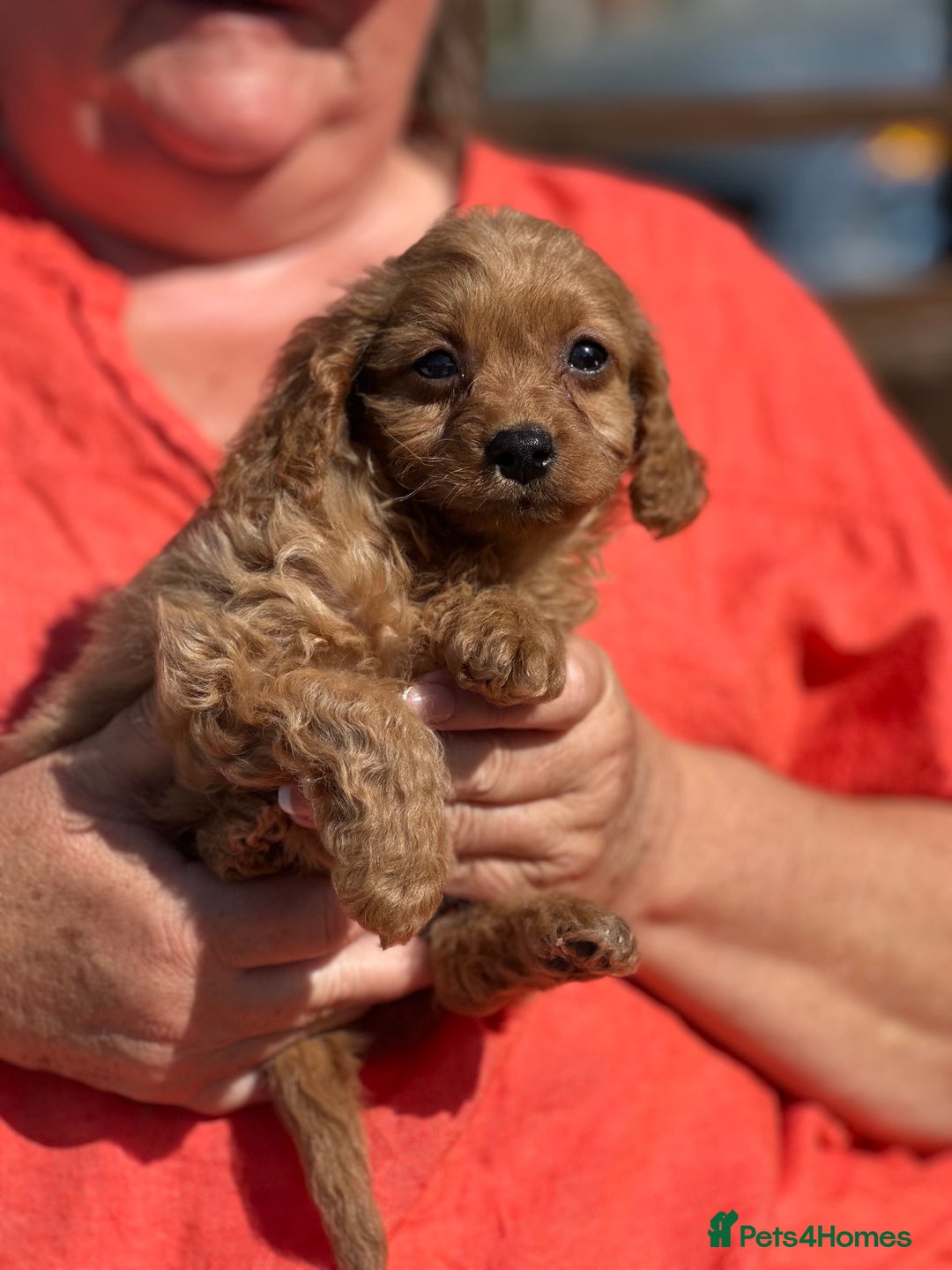Cavapoo dogs for sale: ⭐️ READY TO FIND THEIR NEW FAMILY NOW⭐️ - Image 5