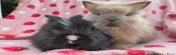 Lionhead rabbits for sale: Fluffy Teddy lion head x Angora ☆8weeks ready now - Advert 1