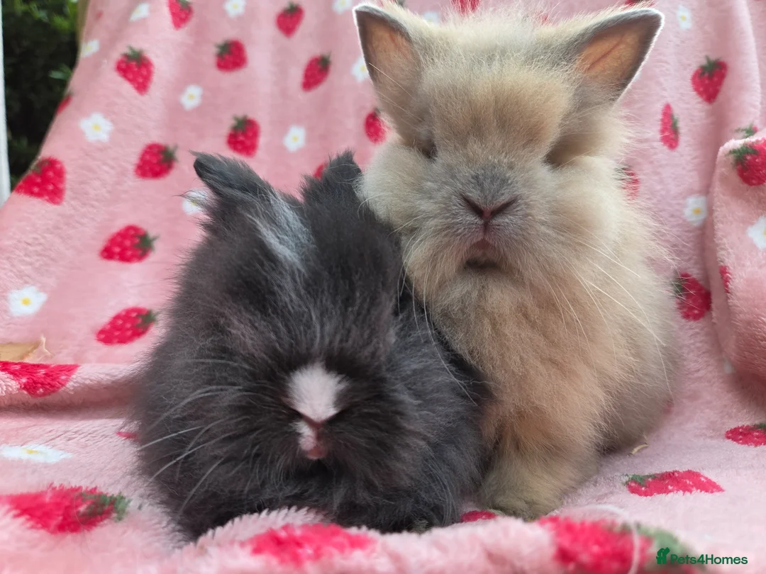 Lionhead rabbits for sale: Fluffy Teddy lion head x Angora ☆8weeks ready now - Advert 1
