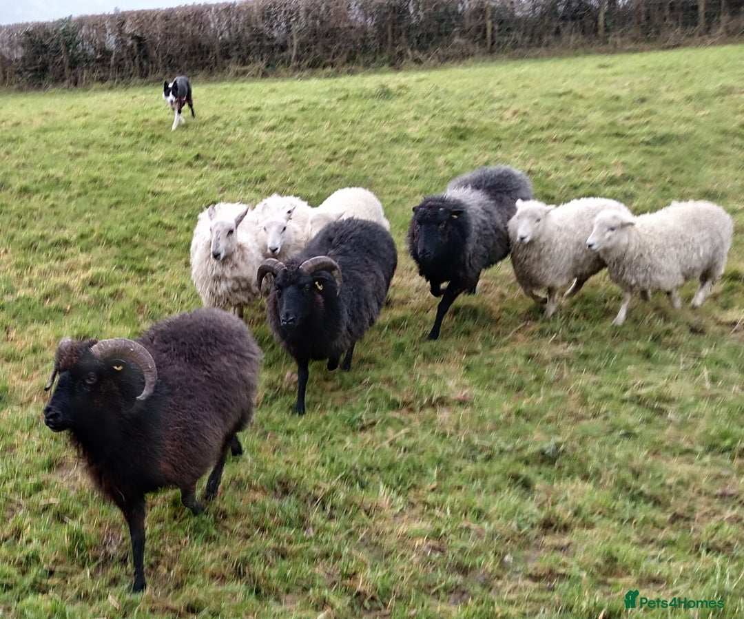 Border Collie dogs for sale: Sweet Border Collie Seeks Active Smallholdin - Advert 3