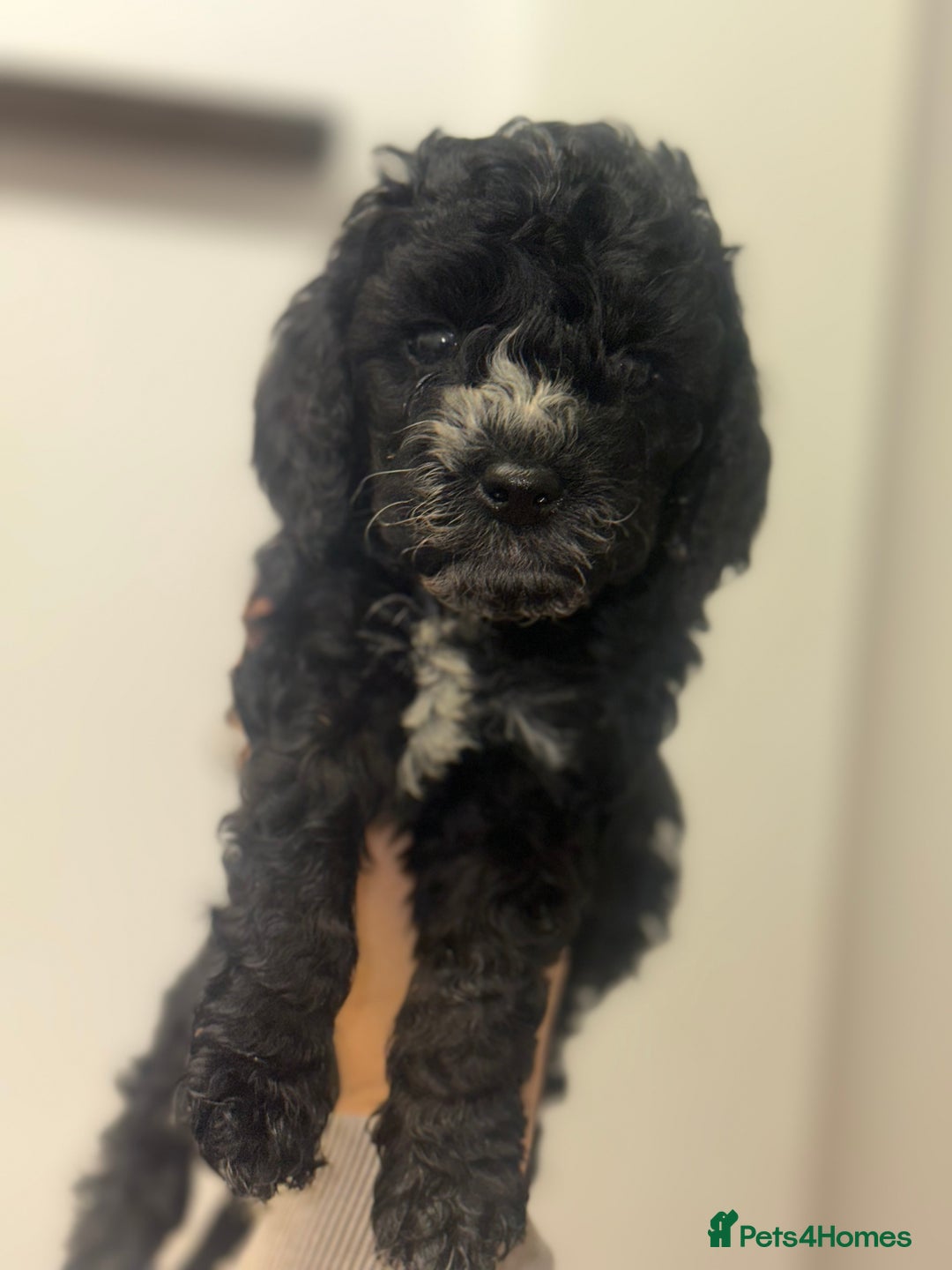 Cockapoo dogs for sale: Beautiful mixed Merle F2B Cockapoos  - Advert 29
