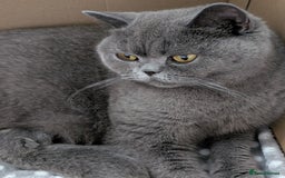 British Shorthair cats for sale: GCCF Registered British Shorthair Kittens for Sale - Image 17