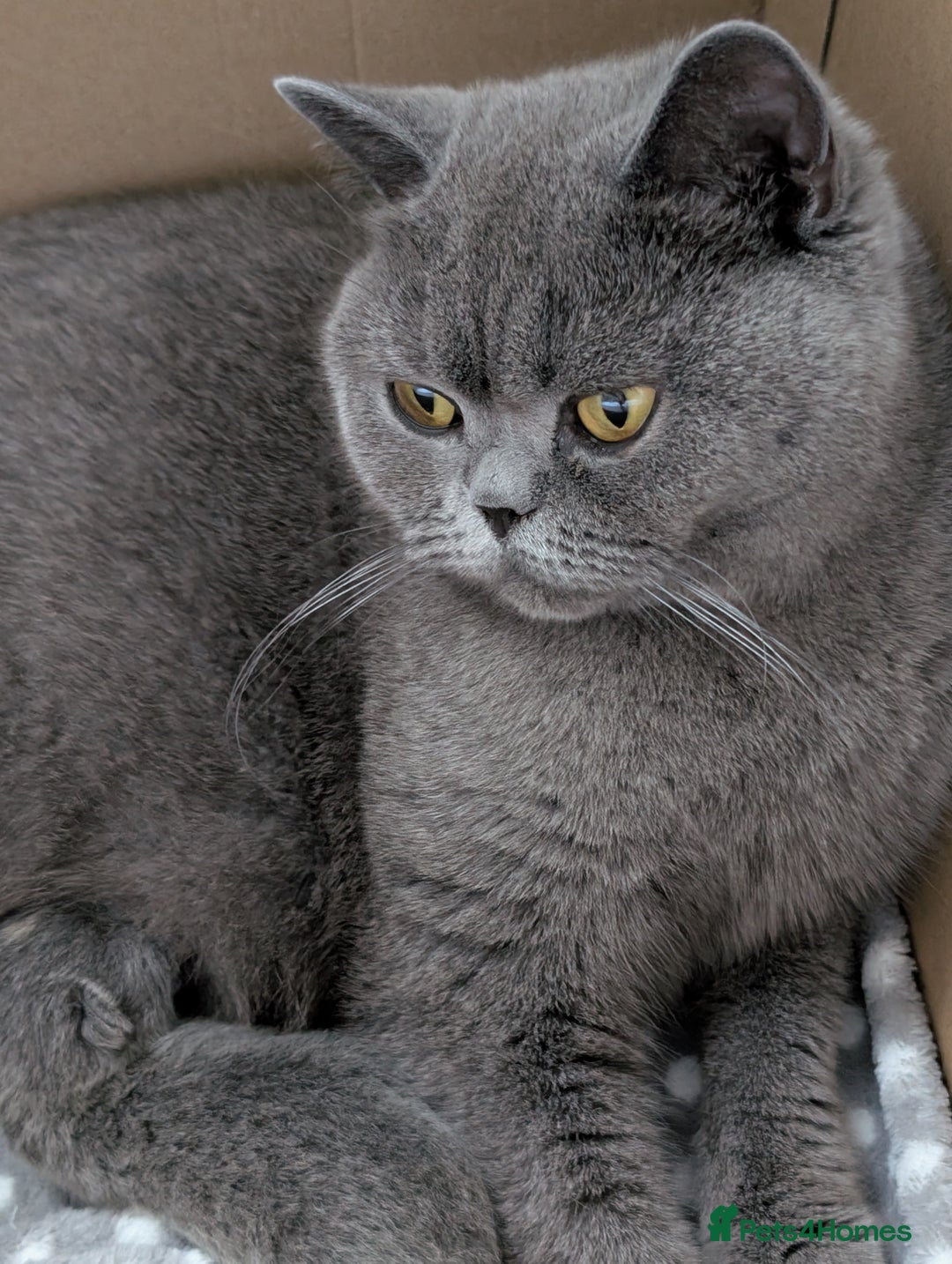 British Shorthair cats for sale: GCCF Registered British Shorthair Kittens for Sale - Image 17