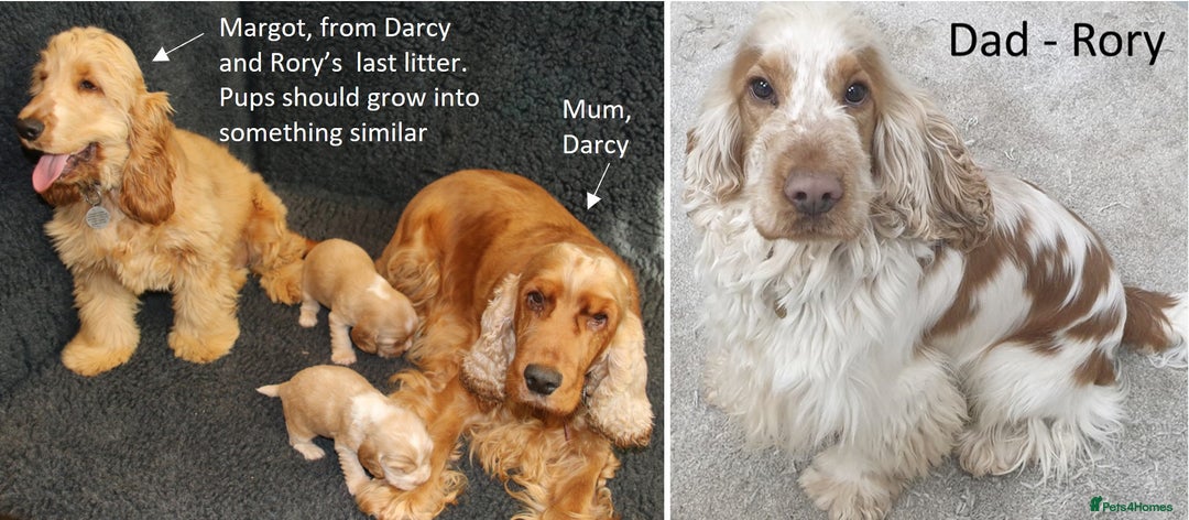 Cocker Spaniel dogs for sale: Stunning Show Cockers-Health Checked,KC Registered - Image 9