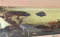 Cichlids fish for sale: Oscars/cichlids - Image 4