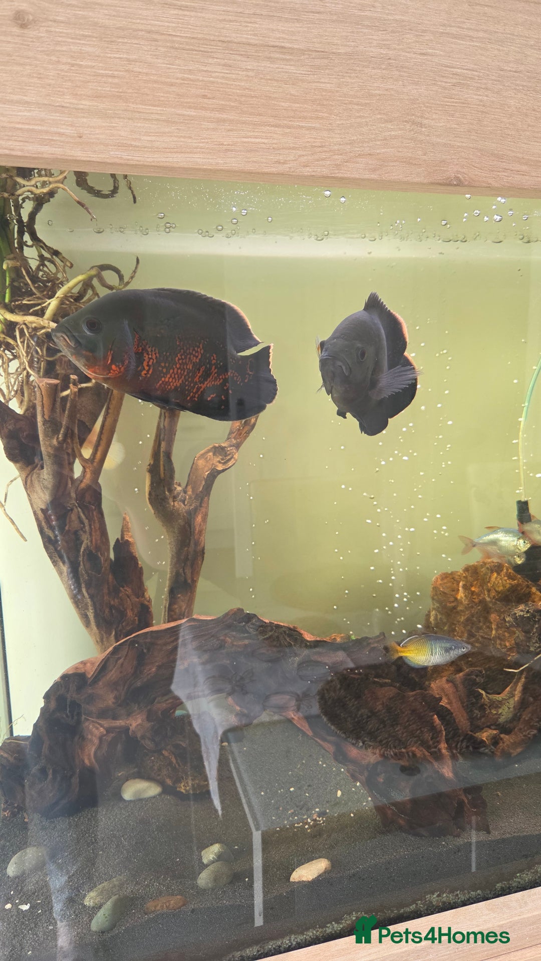 Cichlids fish for sale: Oscars/cichlids - Image 4