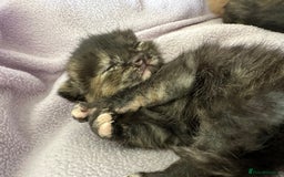 Domestic Shorthair cats for sale: 8 Beautiful kittens with stunning markings  - Image 25
