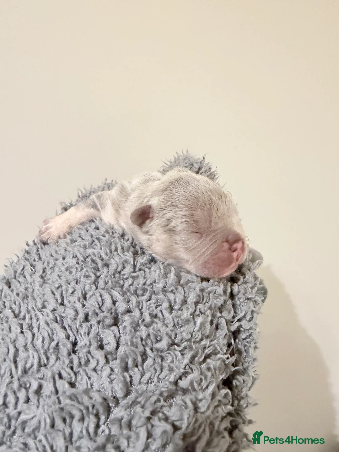 French Bulldog dogs for sale: 6 beautiful French bulldog puppies - Advert 8