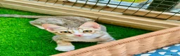 Arabian Mau cats for adoption: Male Rescue Kitten for Adoption - Advert 2