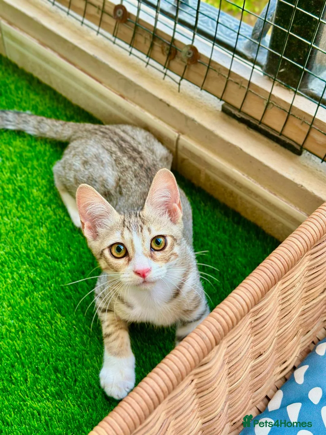 Arabian Mau cats for adoption: Male Rescue Kitten for Adoption - Advert 2