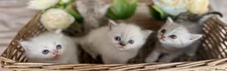 Mixed Breed cats for sale: Persian x bsh kittens  - Advert 3