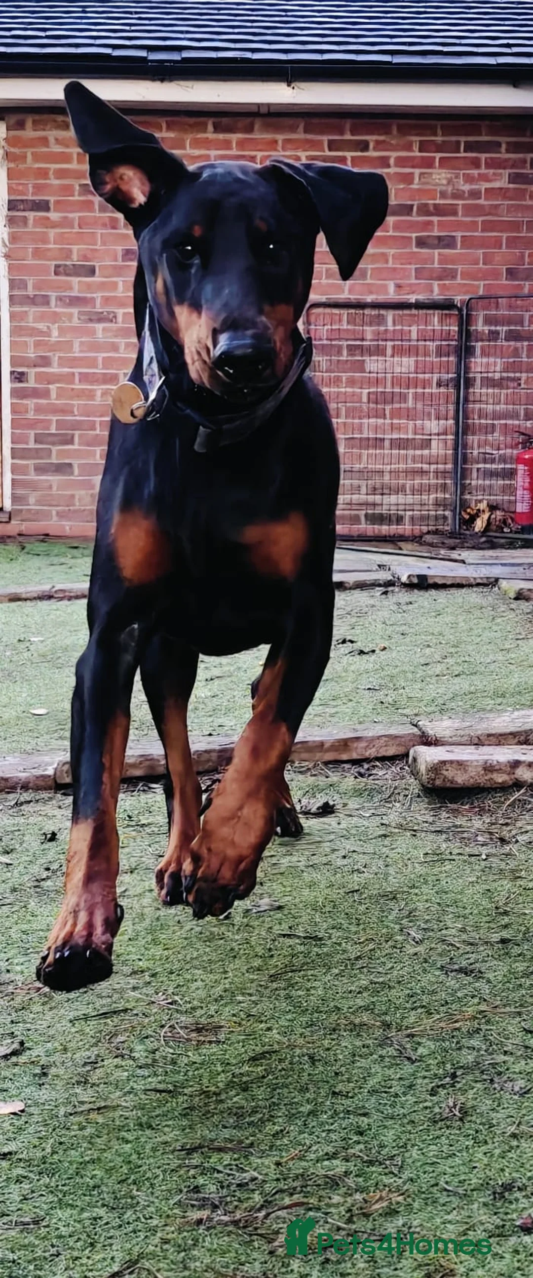 Dobermann dogs for sale: A Stunning strong KC Reg Black & Tan Doberman - Advert 4