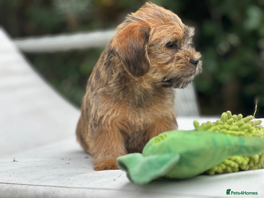 Mixed Breed dogs for sale: Stunning Norfolk terrier x jrt pups ready now - Image 15