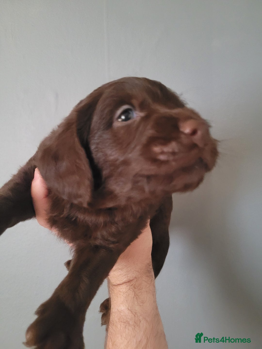 Labradoodle dogs for sale: Gorgeous mini labradoodles  - Image 5