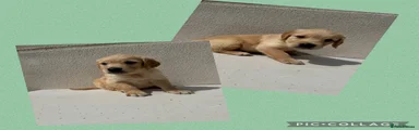 Golden Retriever 2