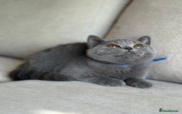 British Shorthair cats for sale: Beautiful kittens  - Image 23