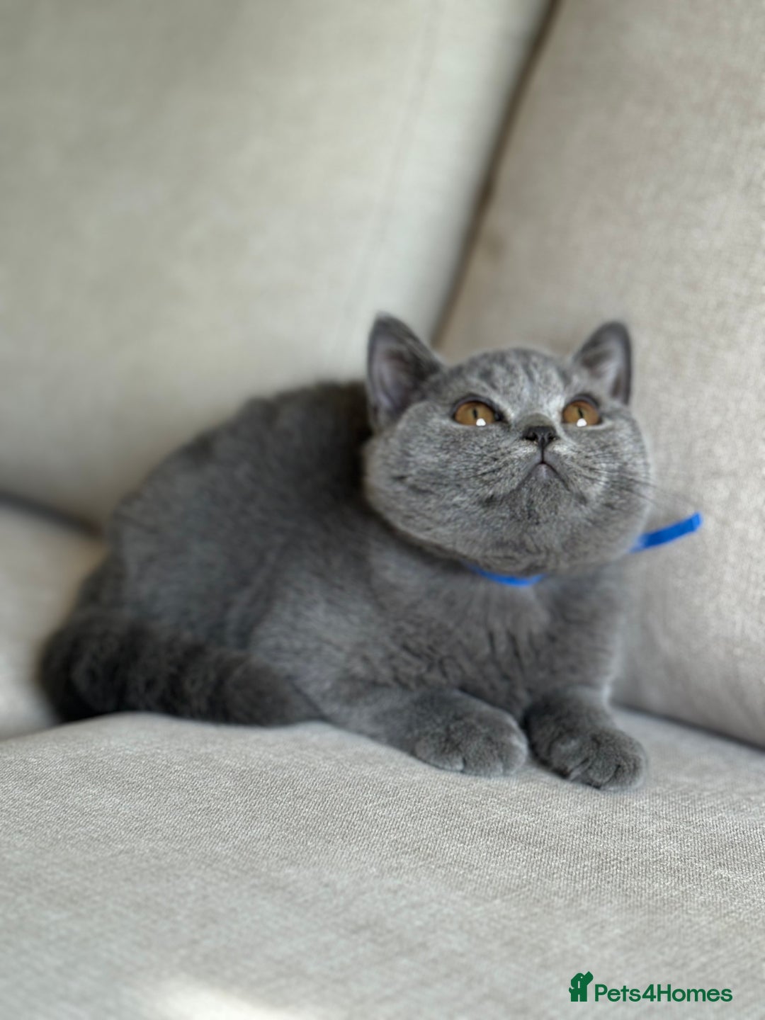 British Shorthair cats for sale: Beautiful kittens  - Image 23