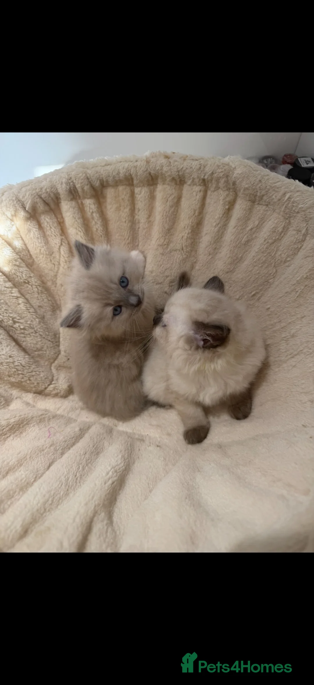 Ragdoll cats for sale: Ragdoll Kittens 🏆 Champ bloodlines  - Advert 1