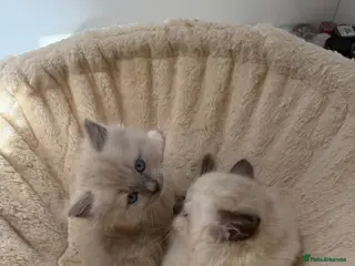 Ragdoll cats Ragdoll Kittens - Advert 4