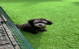 Maltipoo dogs for sale: 🩵Ready Now STUNNING Asian Maltipoo Boy🩵 in Bathgate - Image 15