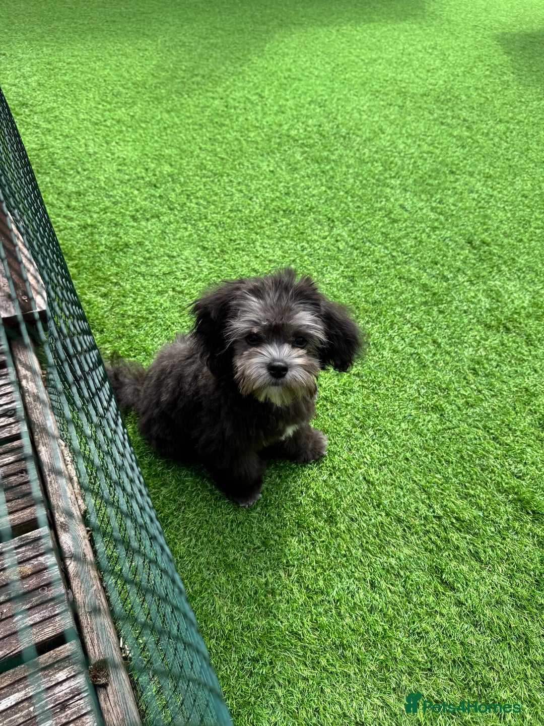 Maltipoo dogs for sale: 🩵Ready Now STUNNING Asian Maltipoo Boy🩵 in Bathgate - Image 15