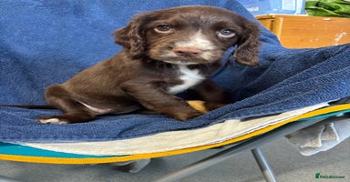 Cocker Spaniel dogs - Advert 2