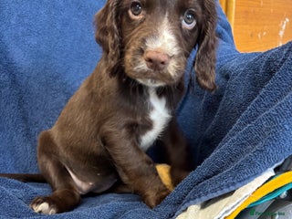 Cocker Spaniel dogs - Advert 35