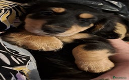 Miniature Dachshund dogs for sale: Just a boy longer coated, healthy Mini Dachshund - Image 3