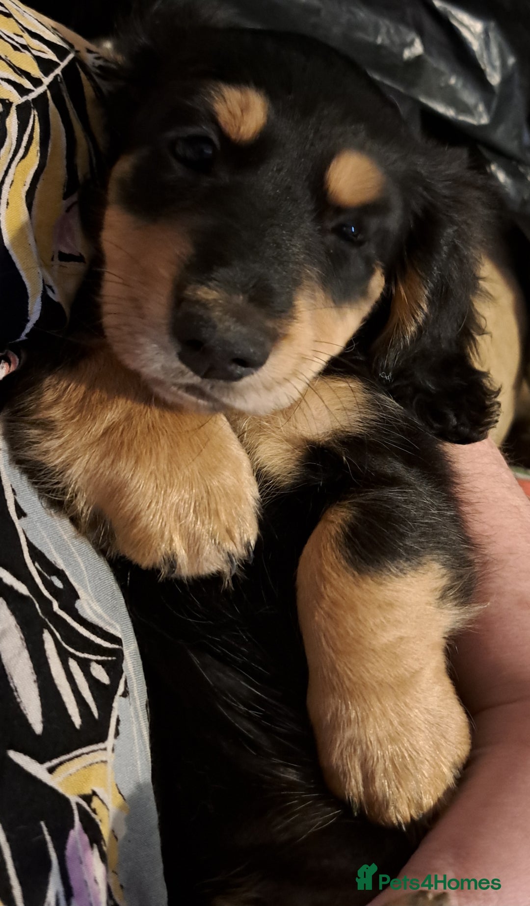 Miniature Dachshund dogs for sale: Just a boy longer coated, healthy Mini Dachshund - Image 3