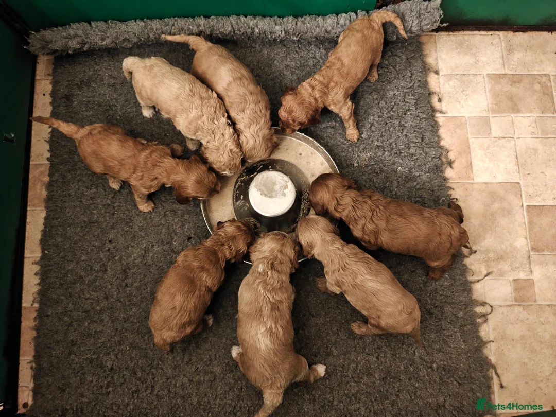 Cockapoo dogs for sale: Gorgeous F1B Cockapoo Puppies  - Advert 11