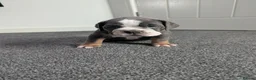 Olde English Bulldogge dogs for sale: Quality Chunky Olde English bulldogge puppies - Advert 19
