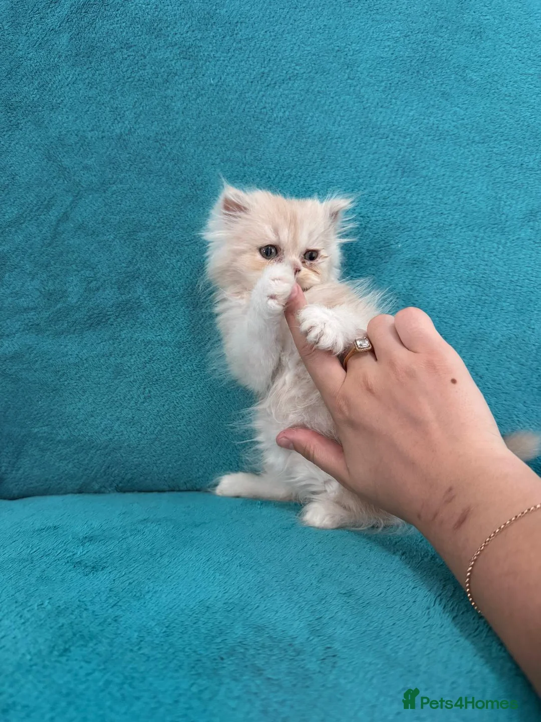 Persian cats for sale: ❤️ Stunning White & Ginger Persian Kittens ❤️ - Advert 8