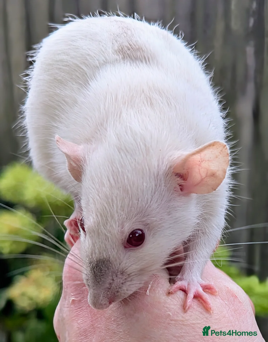 Rat rodents for sale: Baby rats various breeds available - Advert 10